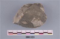 藏品(斧足類)的圖片